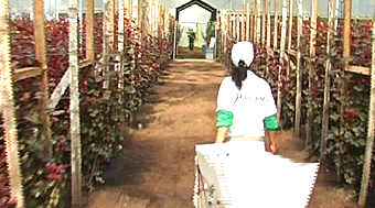 Flower farm ecuador