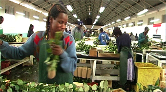 Flower farm Kenya Naivasha